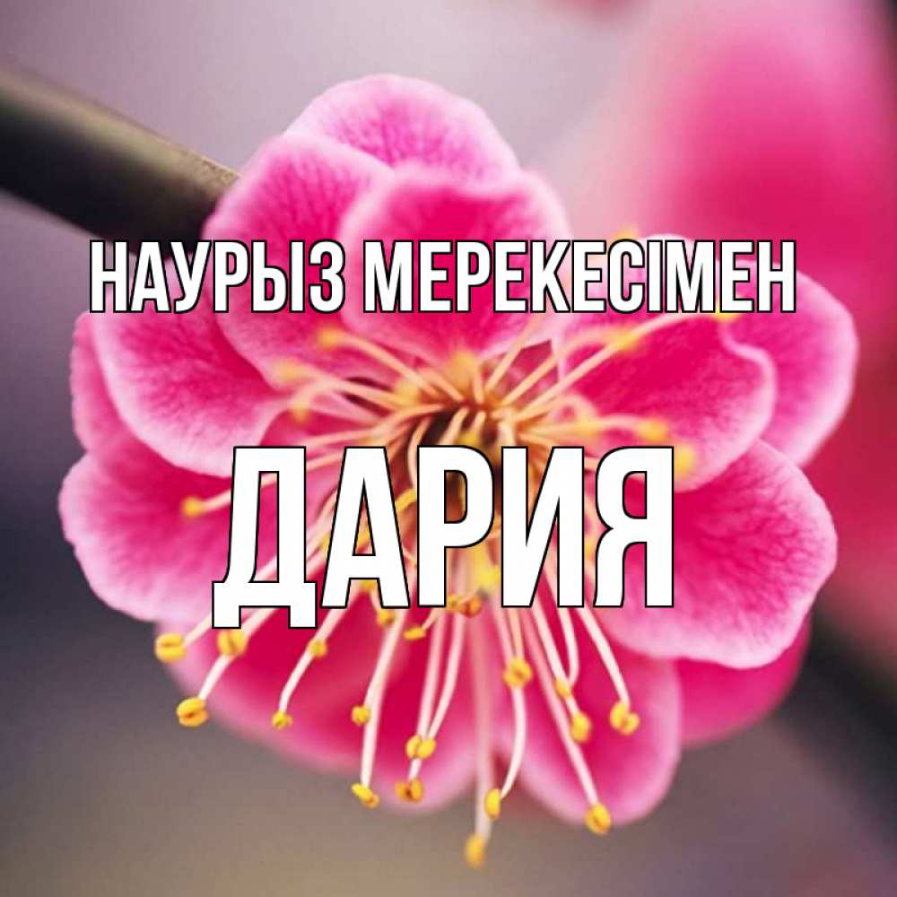 Күн сайын ашық хат с именем, ДАРИЯ Наурыз мерекесімен цветы Онлайн тегін жүктеп алу тілектері бар керемет карта 