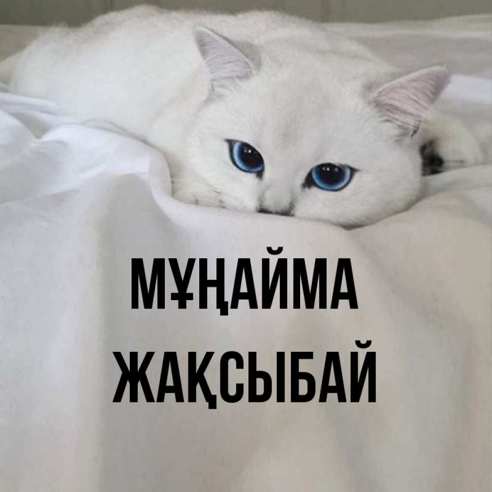 Күн сайын ашық хат с именем, Жақсыбай Мұңайма Голубоглазая кошка Онлайн тегін жүктеп алу тілектері бар керемет карта 