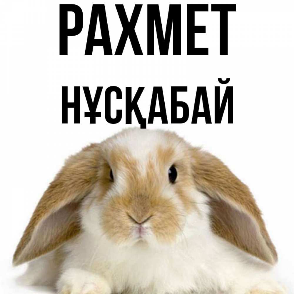 Күн сайын ашық хат с именем, НҰСҚАБАЙ рахмет коричнево белый заяц Онлайн тегін жүктеп алу тілектері бар керемет карта 