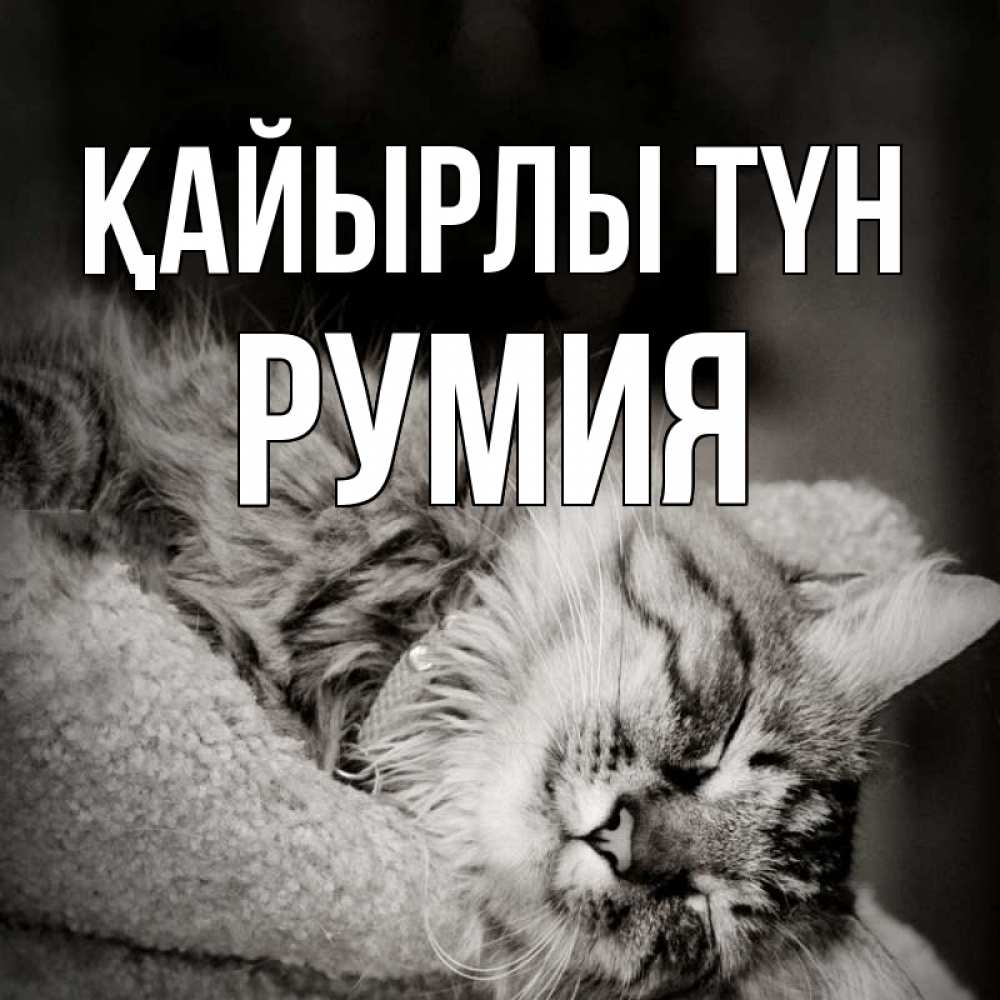 Күн сайын ашық хат с именем, Румия Қайырлы түн котярик пушистый Онлайн тегін жүктеп алу тілектері бар керемет карта 