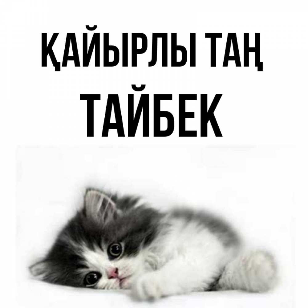 Күн сайын ашық хат с именем, ТАЙБЕК Қайырлы таң кот лапки Онлайн тегін жүктеп алу тілектері бар керемет карта 