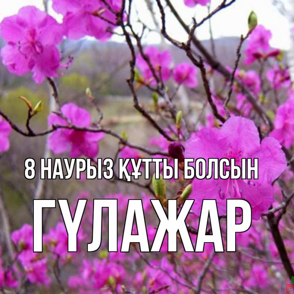 Күн сайын ашық хат с именем, ГҮЛАЖАР 8 наурыз құтты болсын международный женский день Онлайн тегін жүктеп алу тілектері бар керемет карта 