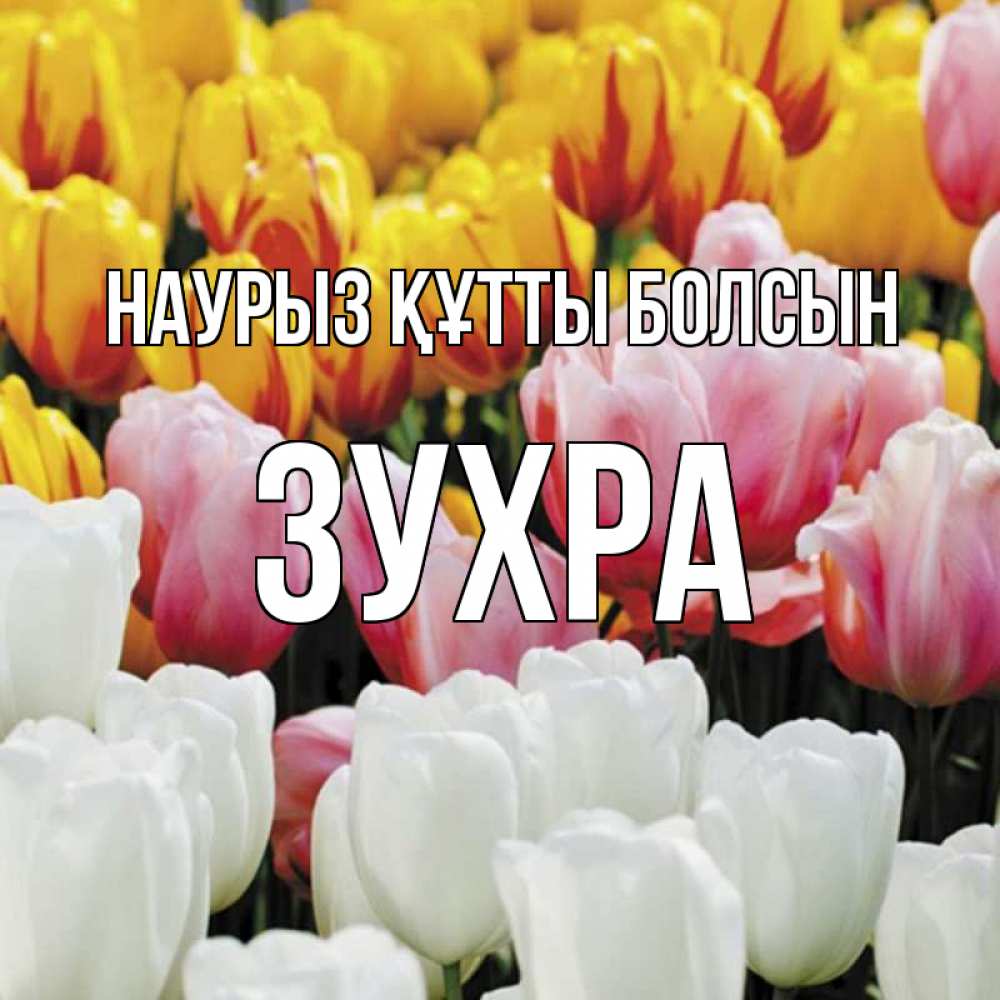Күн сайын ашық хат с именем, Зухра Наурыз құтты болсын разноцветные цветы Онлайн тегін жүктеп алу тілектері бар керемет карта 