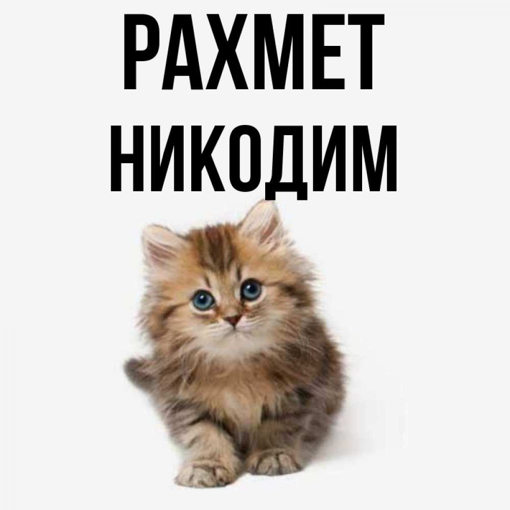 Күн сайын ашық хат с именем, Никодим рахмет пушистый котик Онлайн тегін жүктеп алу тілектері бар керемет карта 