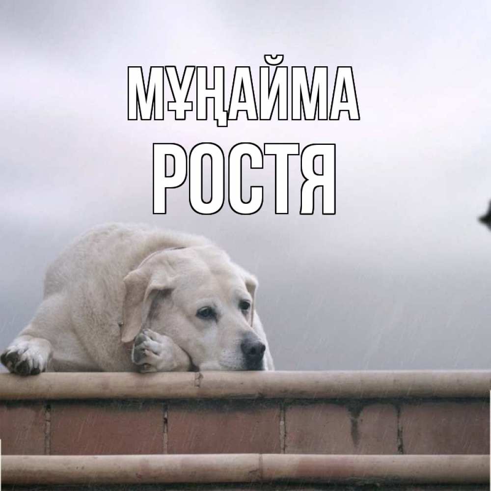 Күн сайын ашық хат с именем, Ростя Мұңайма белый пес 1 Онлайн тегін жүктеп алу тілектері бар керемет карта 