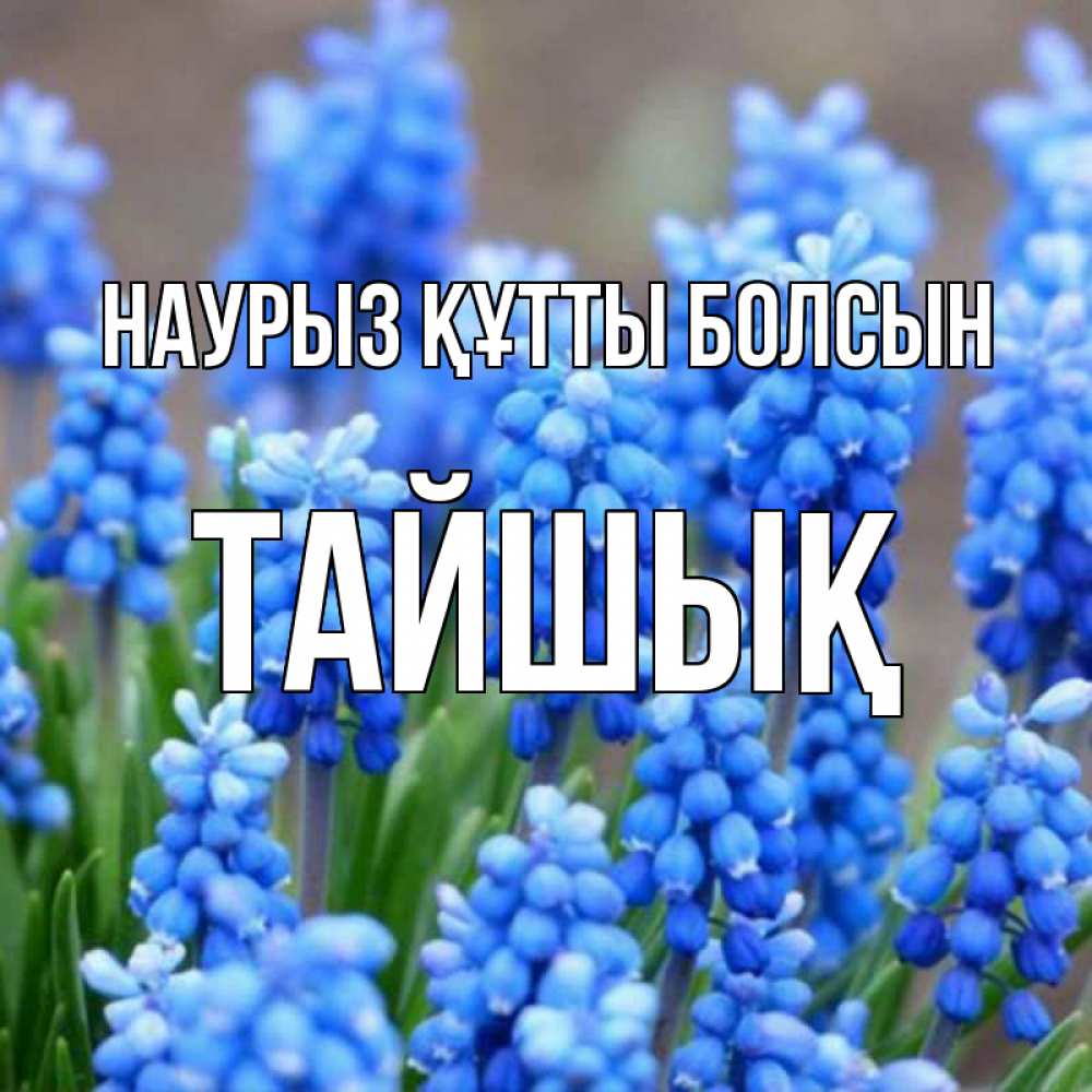 Күн сайын ашық хат с именем, ТАЙШЫҚ Наурыз құтты болсын Поздравительная открытка для женщин с цветами на праздничную дату Онлайн тегін жүктеп алу тілектері бар керемет карта 