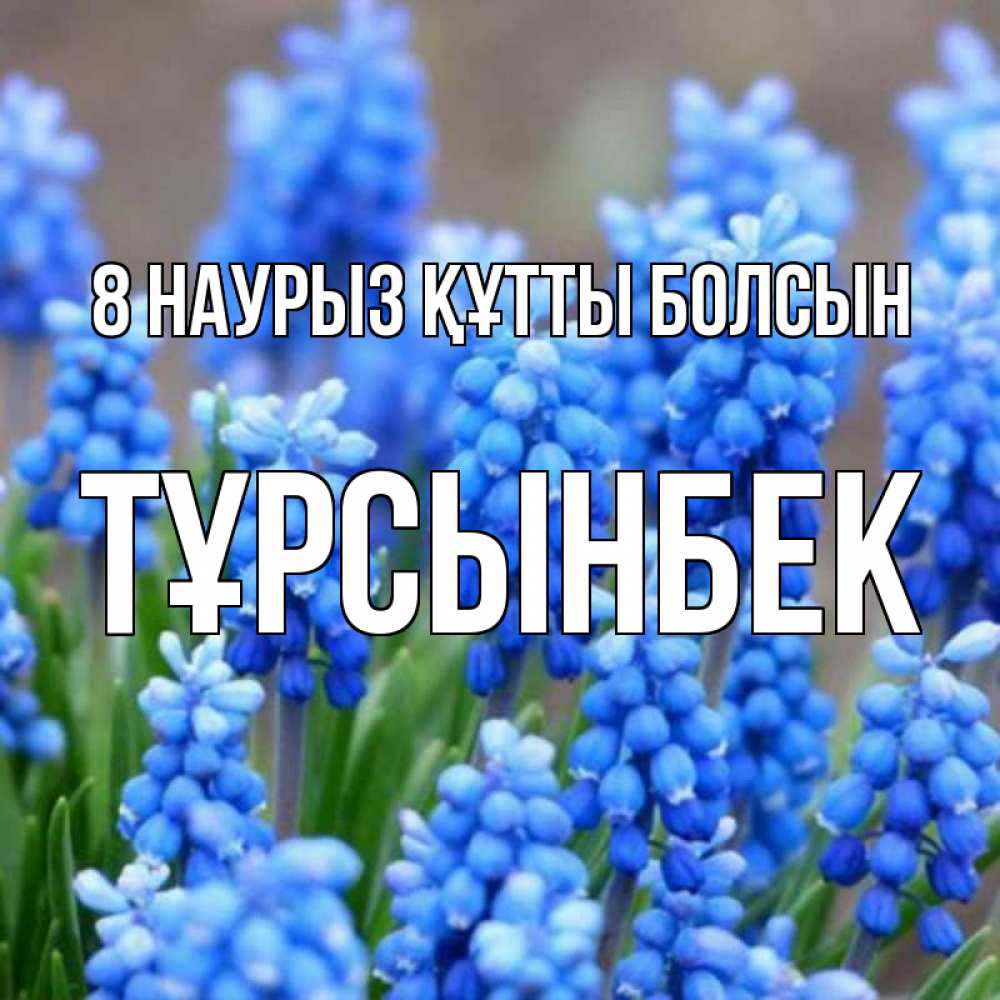 Күн сайын ашық хат с именем, ТҰРСЫНБЕК 8 наурыз құтты болсын Поздравительная открытка для женщин с цветами на праздничную дату Онлайн тегін жүктеп алу тілектері бар керемет карта 