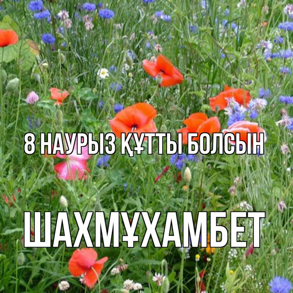 Күн сайын ашық хат с именем, ШАХМҰХАМБЕТ 8 наурыз құтты болсын международный женский день 4 Онлайн тегін жүктеп алу тілектері бар керемет карта 