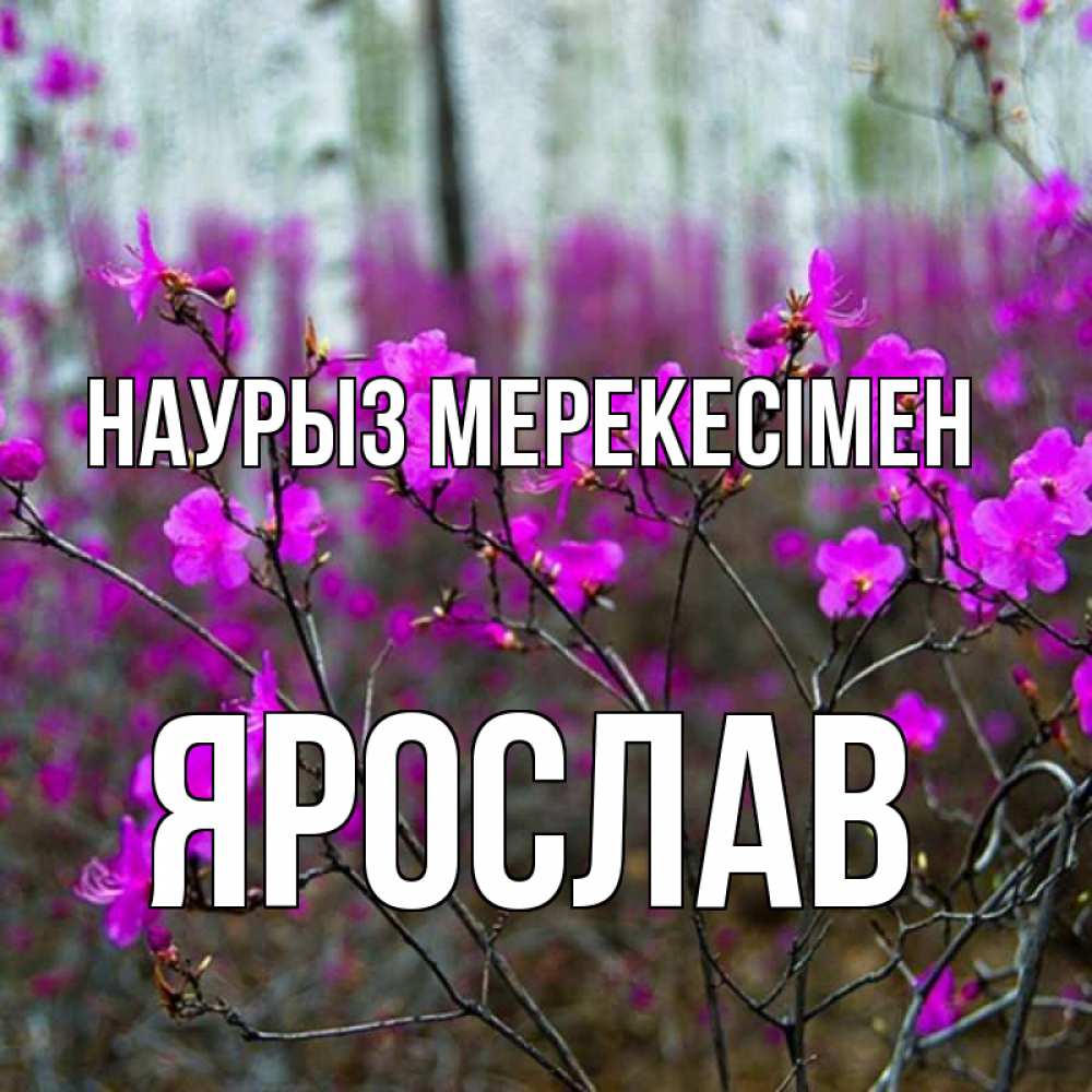 Күн сайын ашық хат с именем, Ярослав Наурыз мерекесімен дикие цветы Онлайн тегін жүктеп алу тілектері бар керемет карта 