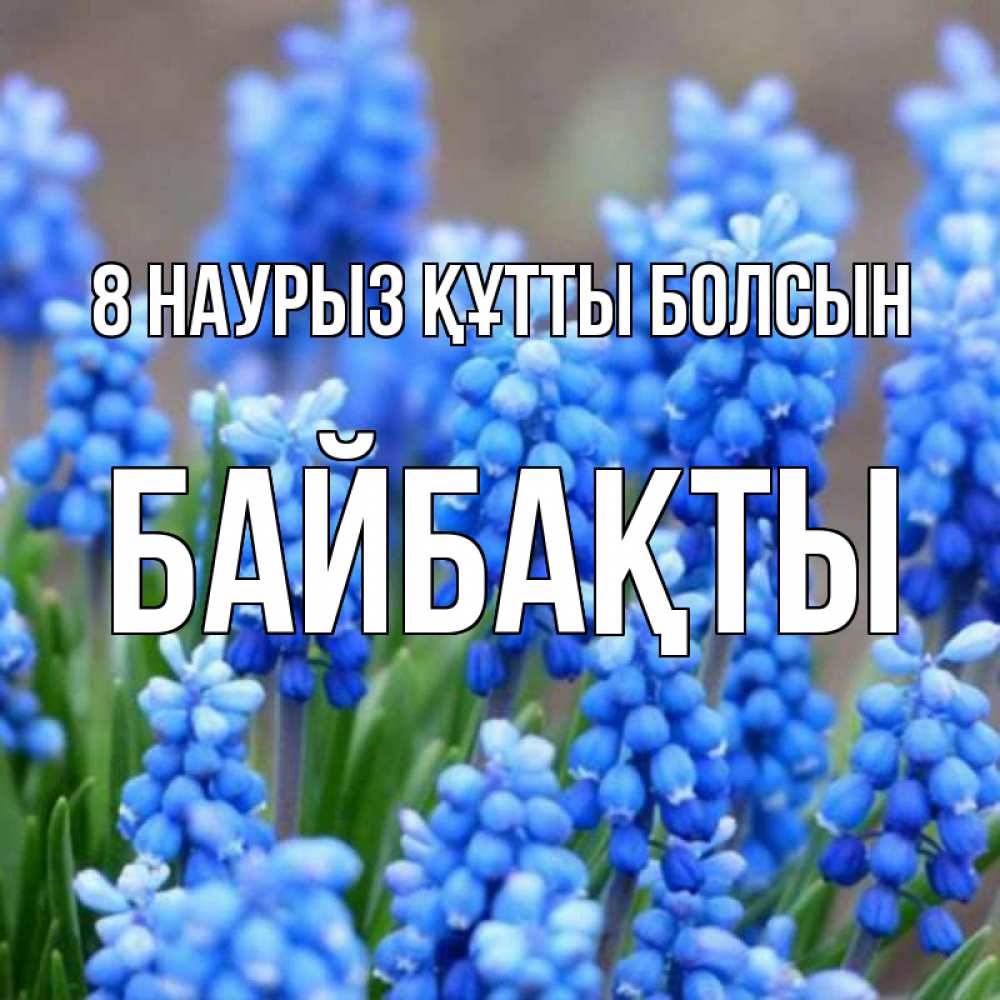 Күн сайын ашық хат с именем, Байбақты 8 наурыз құтты болсын Поздравительная открытка для женщин с цветами на праздничную дату Онлайн тегін жүктеп алу тілектері бар керемет карта 