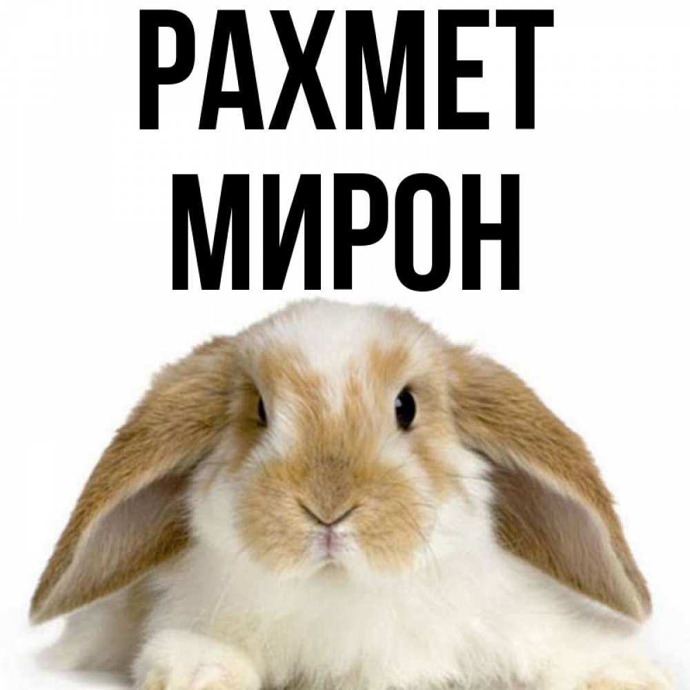 Күн сайын ашық хат с именем, МИРОН рахмет коричнево белый заяц Онлайн тегін жүктеп алу тілектері бар керемет карта 