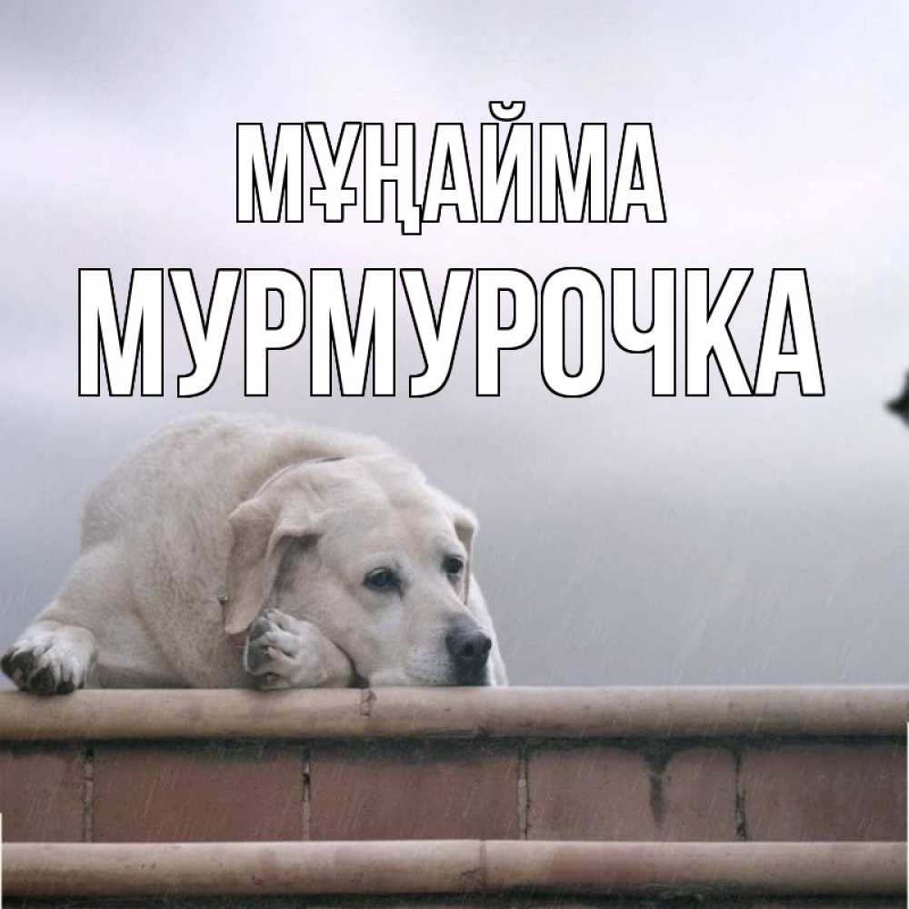 Күн сайын ашық хат с именем, Мурмурочка Мұңайма белый пес 1 Онлайн тегін жүктеп алу тілектері бар керемет карта 