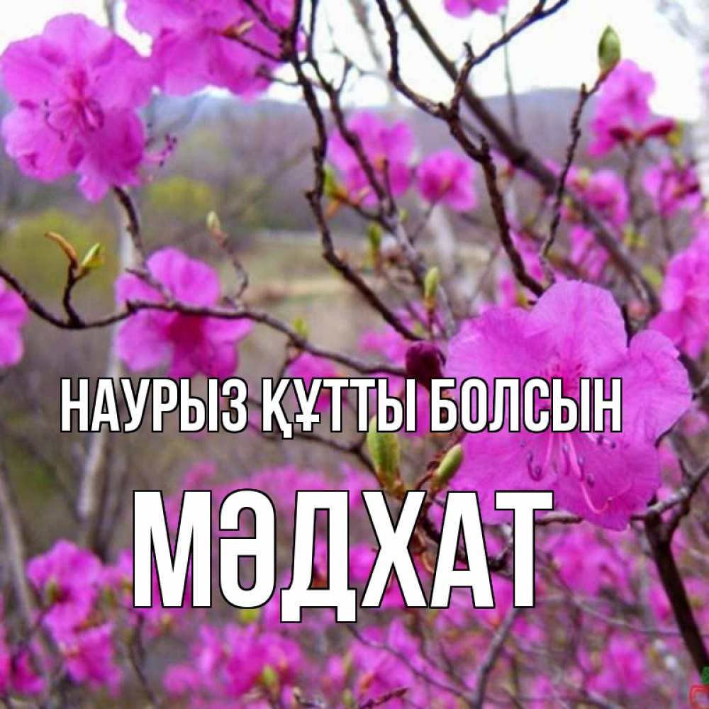 Күн сайын ашық хат с именем, МӘДХАТ Наурыз құтты болсын наурыз мейрамы кутты болсын Онлайн тегін жүктеп алу тілектері бар керемет карта 