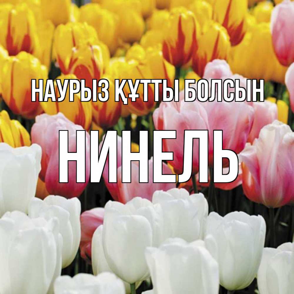 Күн сайын ашық хат с именем, Нинель Наурыз құтты болсын разноцветные цветы Онлайн тегін жүктеп алу тілектері бар керемет карта 