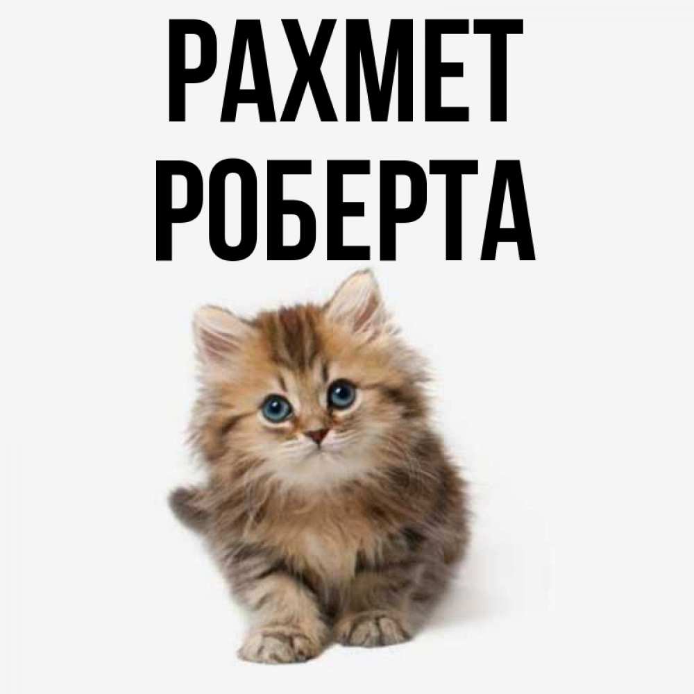 Күн сайын ашық хат с именем, Роберта рахмет пушистый котик Онлайн тегін жүктеп алу тілектері бар керемет карта 