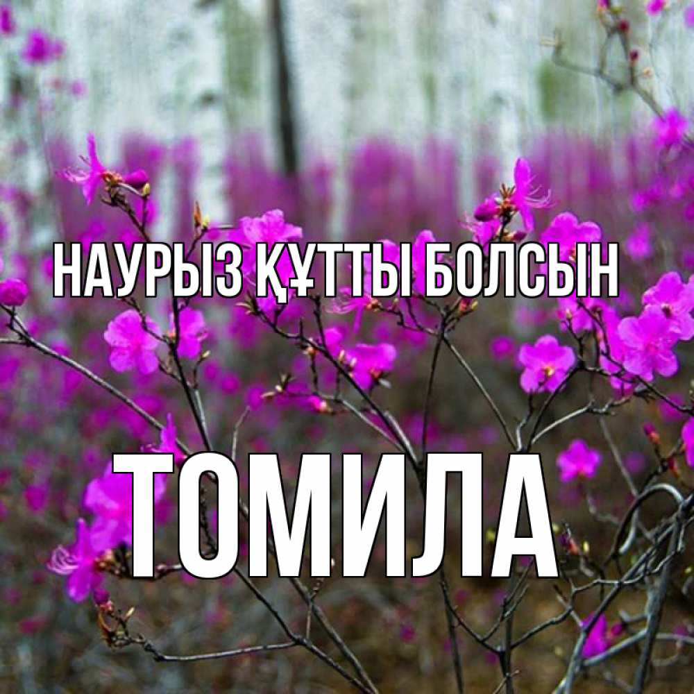 Күн сайын ашық хат с именем, Томила Наурыз құтты болсын дикие цветы Онлайн тегін жүктеп алу тілектері бар керемет карта 