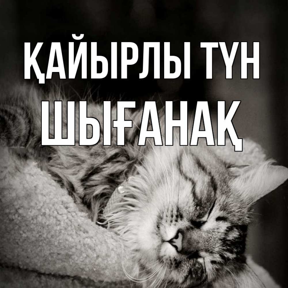Күн сайын ашық хат с именем, ШЫҒАНАҚ Қайырлы түн котярик пушистый Онлайн тегін жүктеп алу тілектері бар керемет карта 