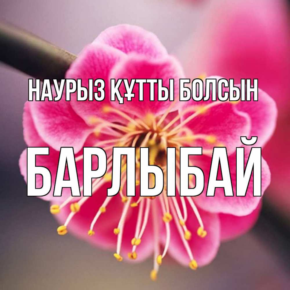 Күн сайын ашық хат с именем, Барлыбай Наурыз құтты болсын цветы Онлайн тегін жүктеп алу тілектері бар керемет карта 