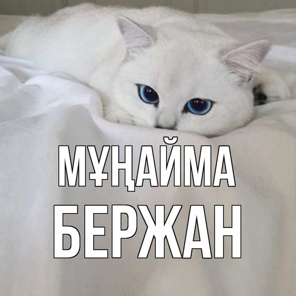 Күн сайын ашық хат с именем, Бержан Мұңайма белый кот с голубыми глазами на белоснежной кровати Онлайн тегін жүктеп алу тілектері бар керемет карта 