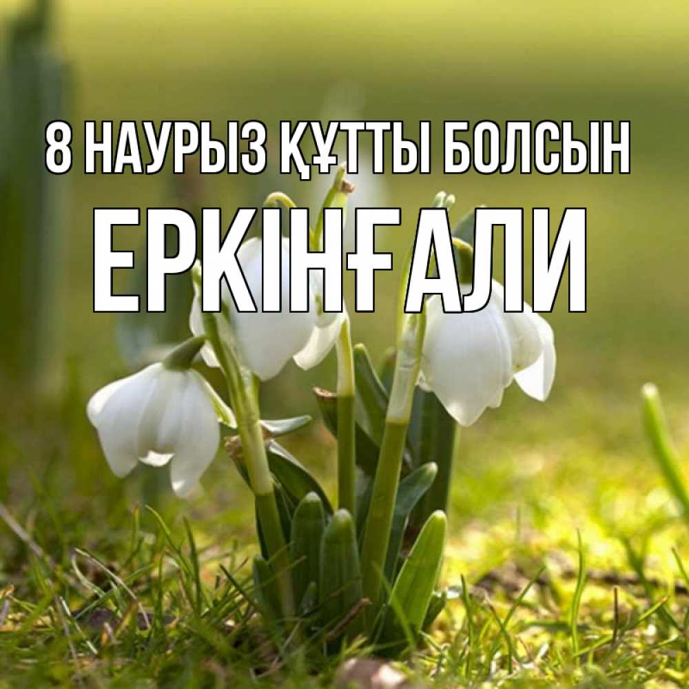 Күн сайын ашық хат с именем, Еркінғали 8 наурыз құтты болсын ранние цветы 2 Онлайн тегін жүктеп алу тілектері бар керемет карта 