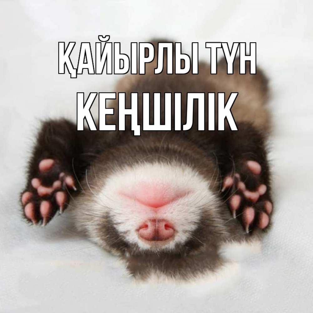 Күн сайын ашық хат с именем, Кеңшілік Қайырлы түн зверек Онлайн тегін жүктеп алу тілектері бар керемет карта 