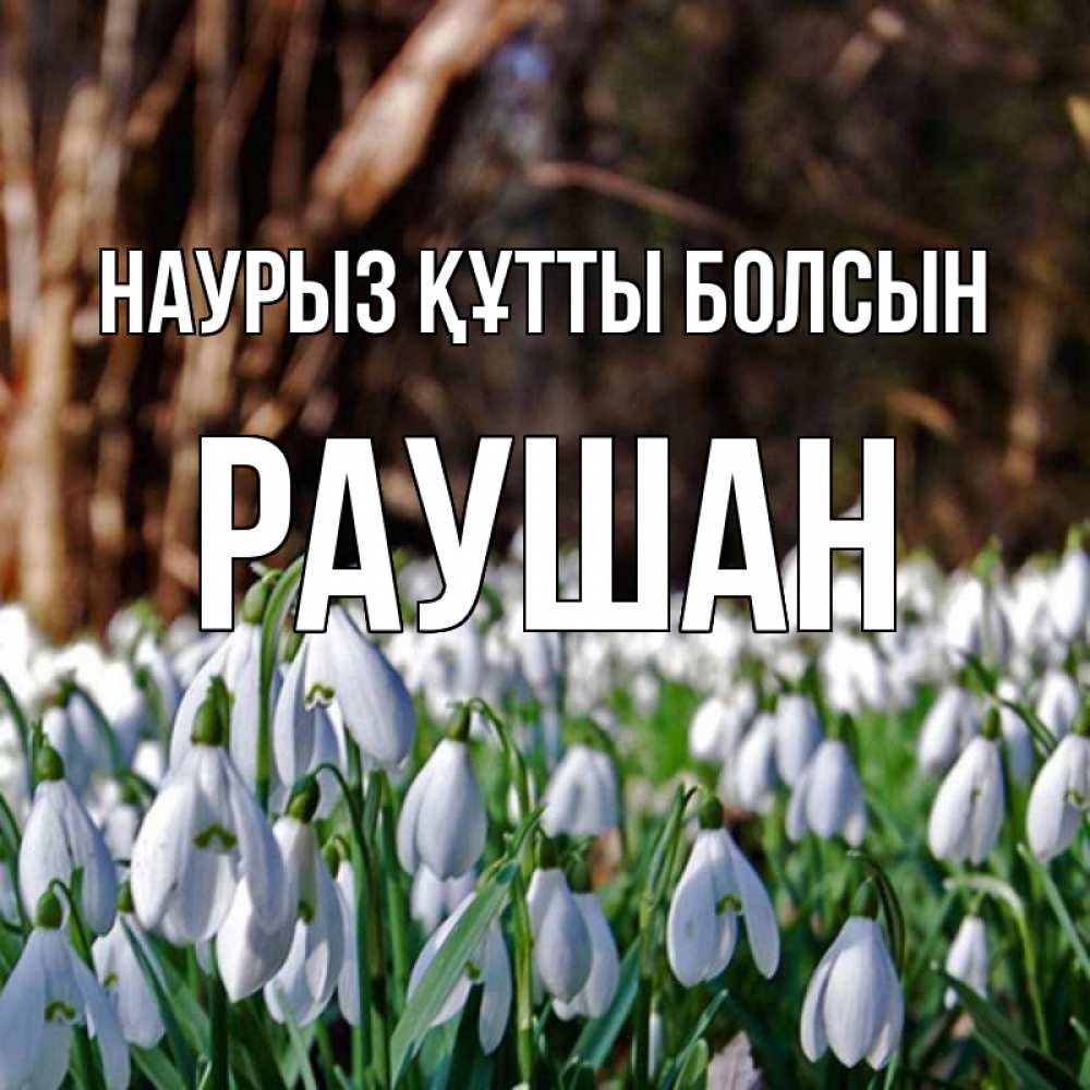 Күн сайын ашық хат с именем, РАУШАН Наурыз құтты болсын с подснежниками 1 Онлайн тегін жүктеп алу тілектері бар керемет карта 