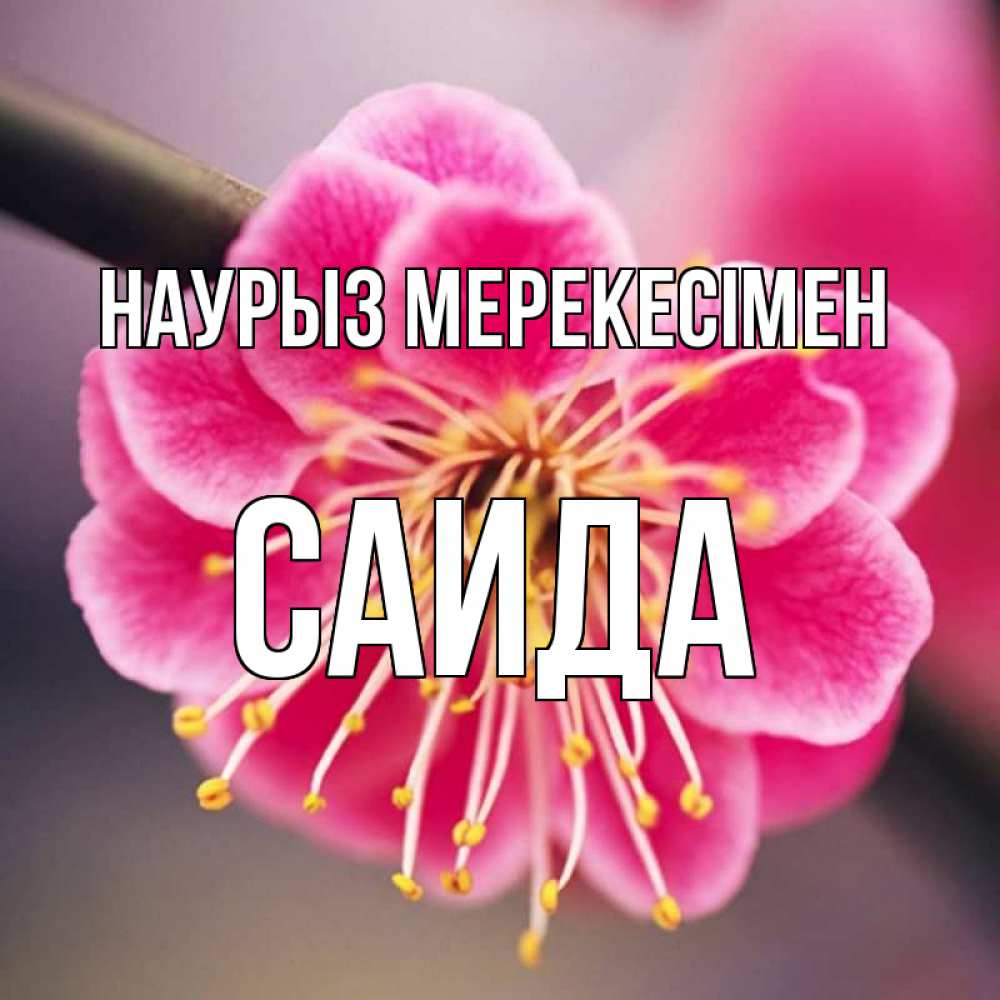 Күн сайын ашық хат с именем, Саида Наурыз мерекесімен цветы Онлайн тегін жүктеп алу тілектері бар керемет карта 
