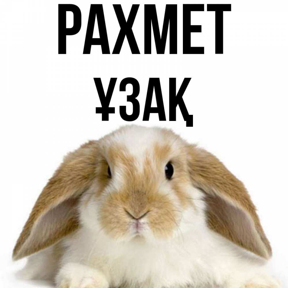 Күн сайын ашық хат с именем, ҰЗАҚ рахмет коричнево белый заяц Онлайн тегін жүктеп алу тілектері бар керемет карта 