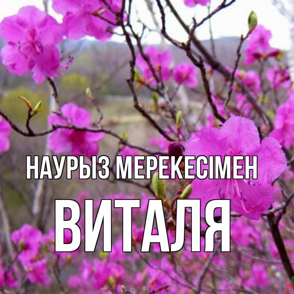Күн сайын ашық хат с именем, Виталя Наурыз мерекесімен праздник весны наурыз Онлайн тегін жүктеп алу тілектері бар керемет карта 