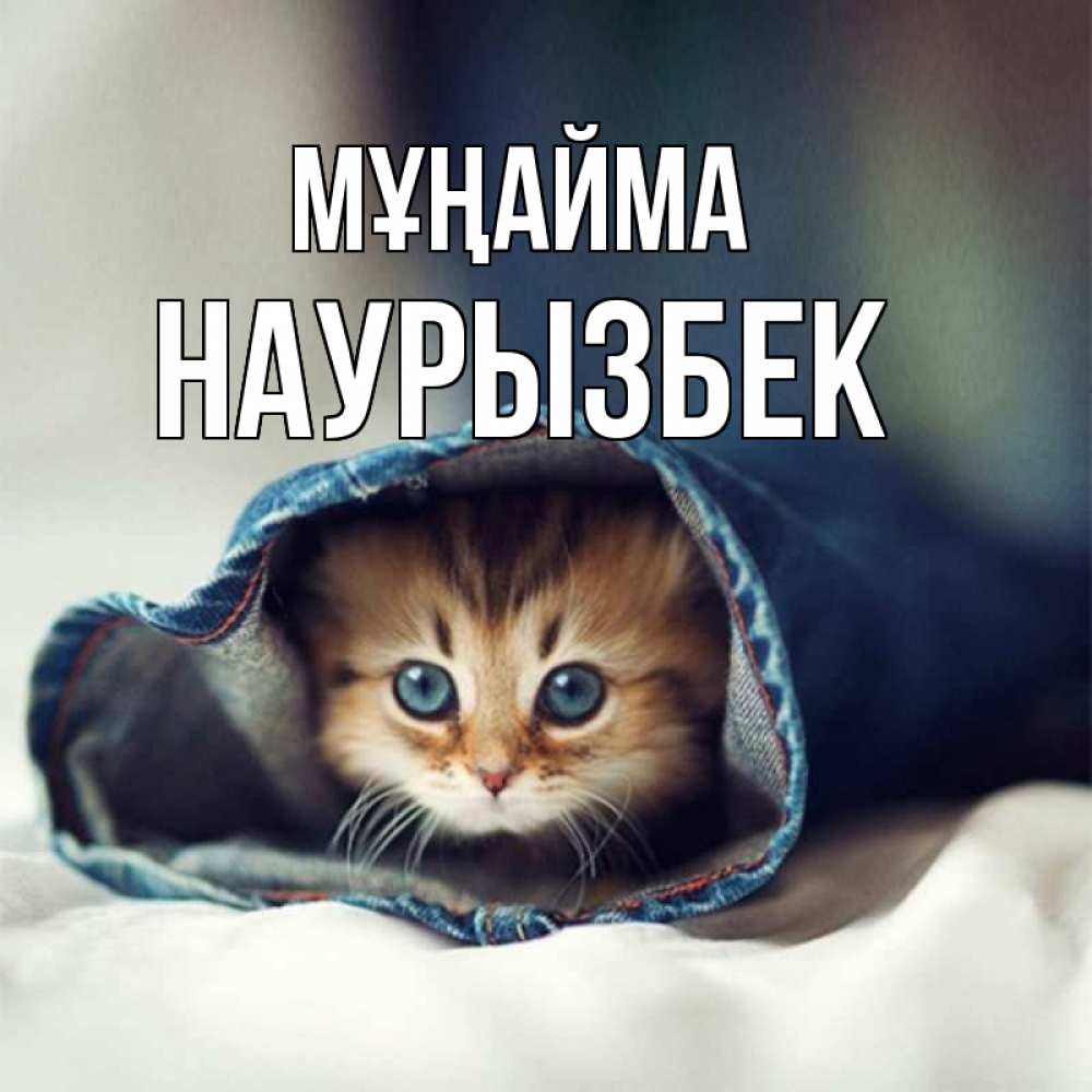 Күн сайын ашық хат с именем, Наурызбек Мұңайма рыжик котик Онлайн тегін жүктеп алу тілектері бар керемет карта 