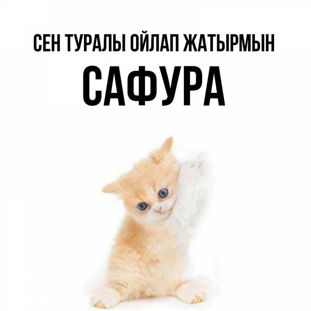 Күн сайын ашық хат с именем, САФУРА Сен туралы ойлап жатырмын зверушки и милота Онлайн тегін жүктеп алу тілектері бар керемет карта 