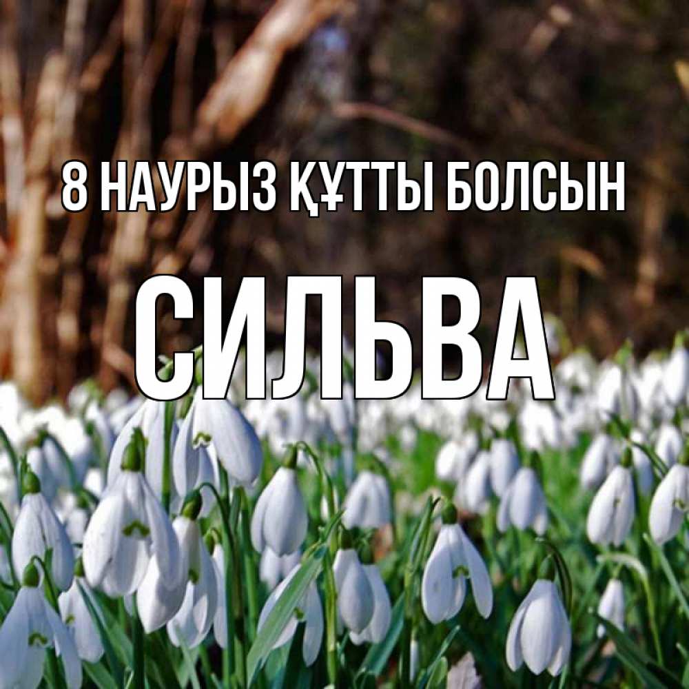Күн сайын ашық хат с именем, Сильва 8 наурыз құтты болсын с подснежниками 1 Онлайн тегін жүктеп алу тілектері бар керемет карта 
