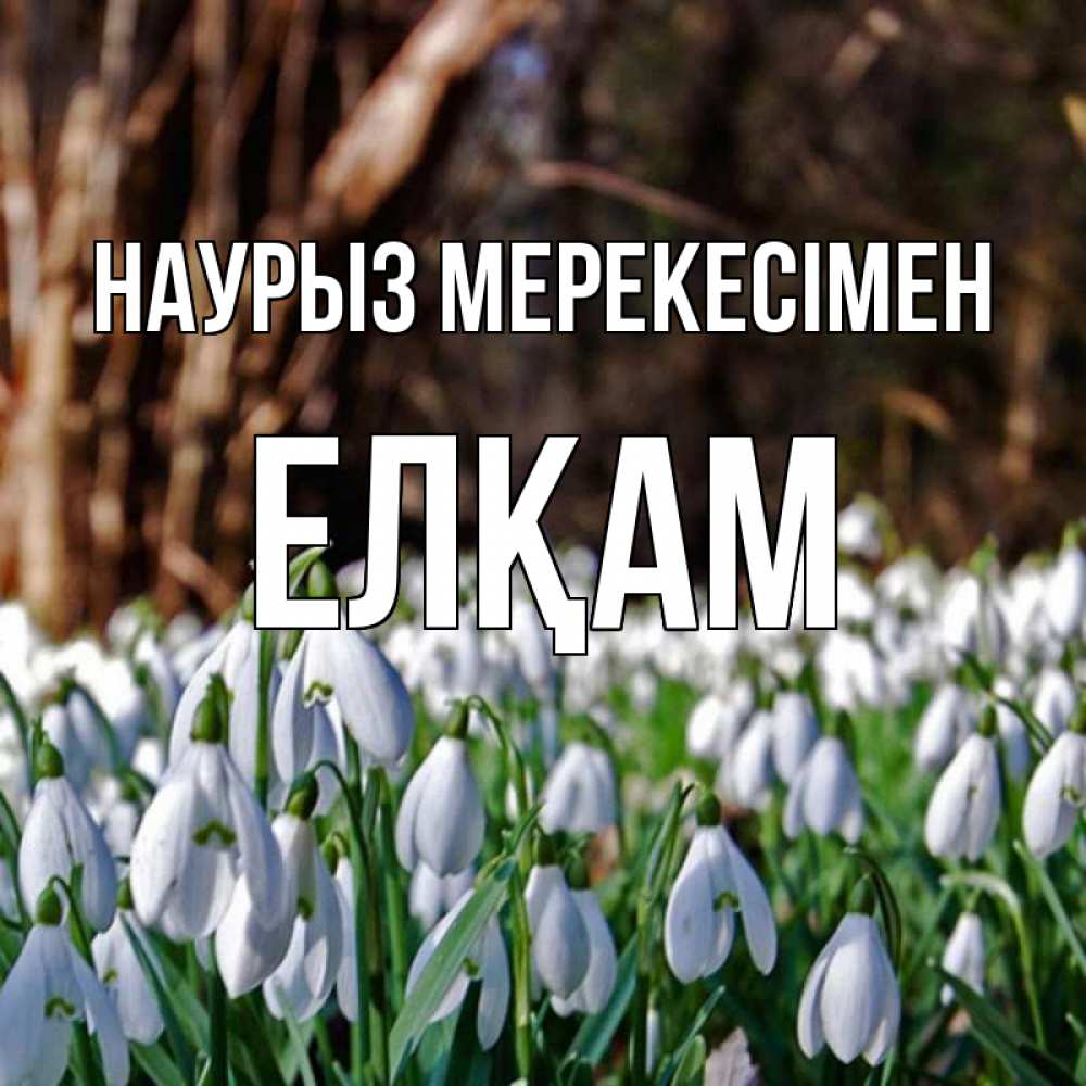 Күн сайын ашық хат с именем, Елқам Наурыз мерекесімен с подснежниками 1 Онлайн тегін жүктеп алу тілектері бар керемет карта 