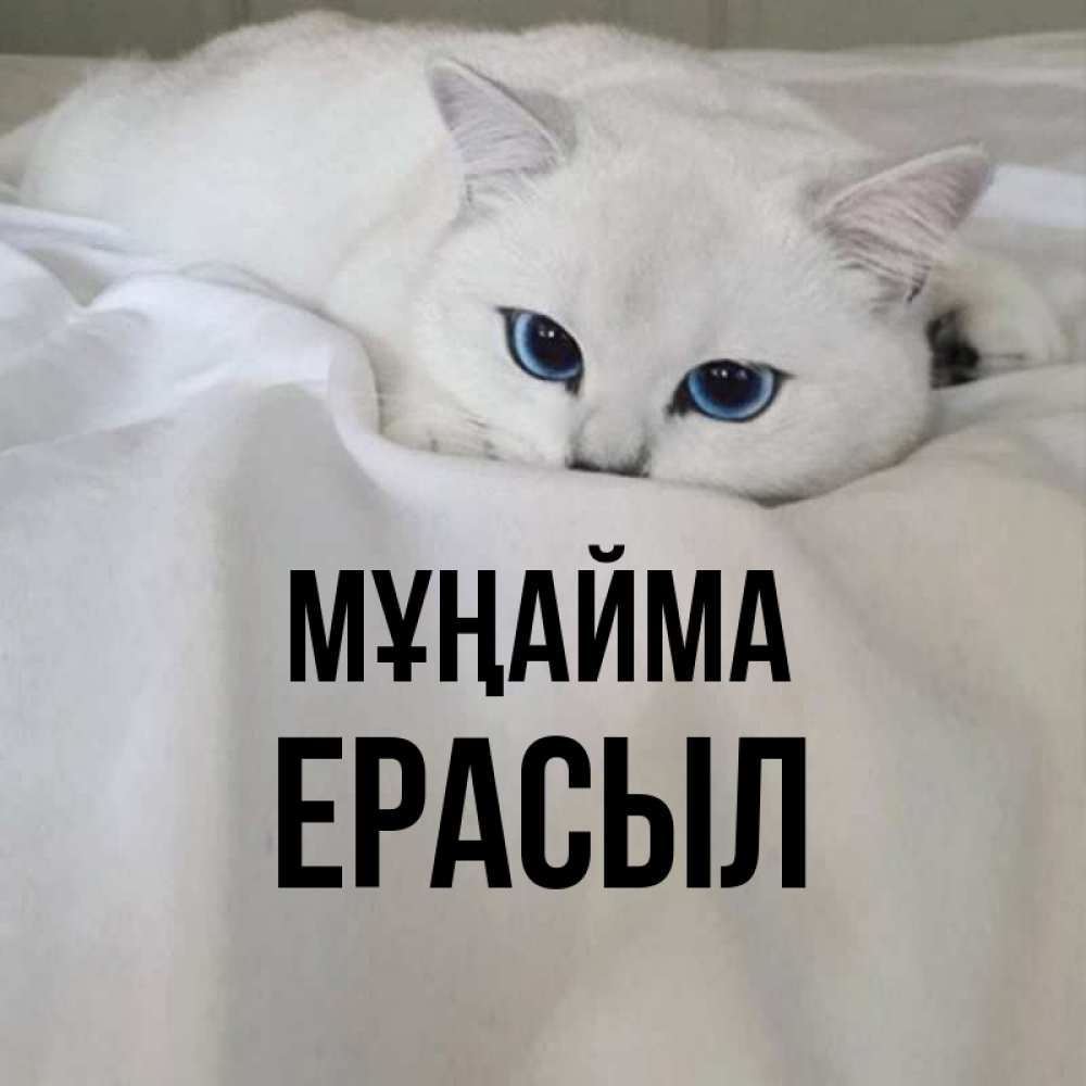Күн сайын ашық хат с именем, Ерасыл Мұңайма Голубоглазая кошка Онлайн тегін жүктеп алу тілектері бар керемет карта 