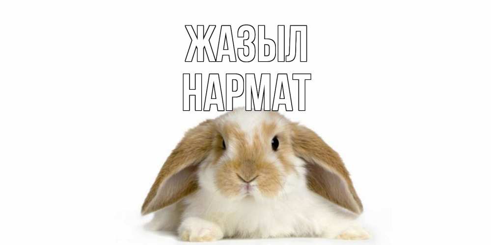 Күн сайын ашық хат с именем, Нармат Жазыл вислоухий кролик белого и коричневого цвета Онлайн тегін жүктеп алу тілектері бар керемет карта 
