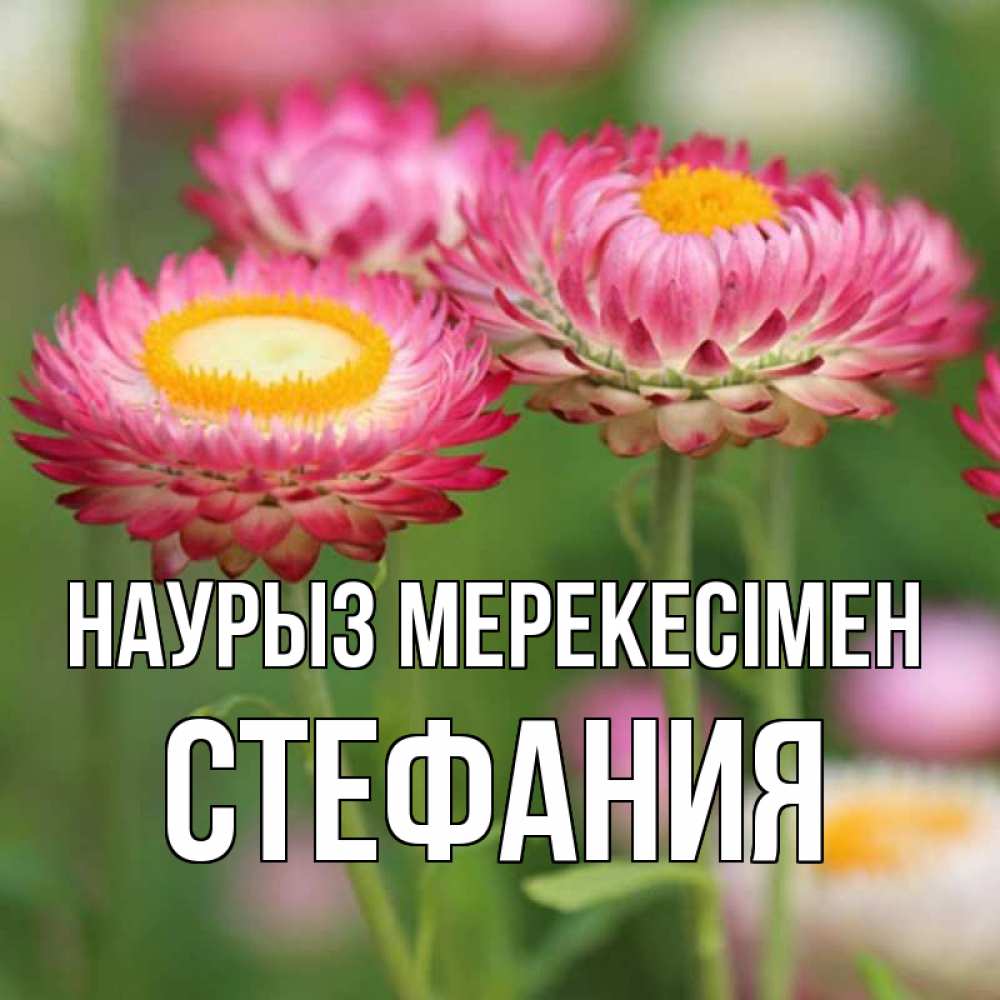 Күн сайын ашық хат с именем, Стефания Наурыз мерекесімен подарок на международный женский день Онлайн тегін жүктеп алу тілектері бар керемет карта 