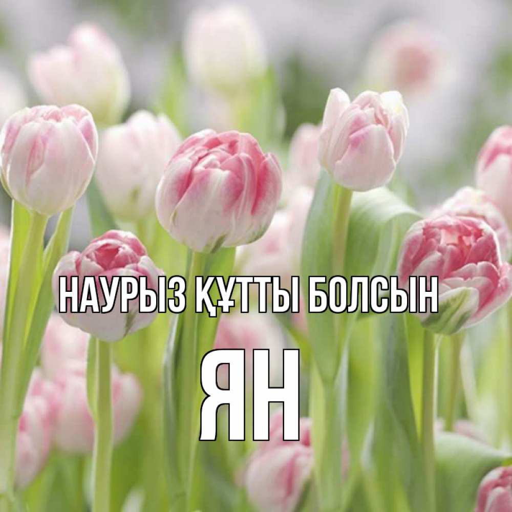 Күн сайын ашық хат с именем, Ян Наурыз құтты болсын цветы Онлайн тегін жүктеп алу тілектері бар керемет карта 