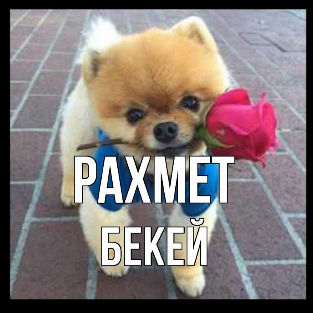 Күн сайын ашық хат с именем, Бекей рахмет спасибо и дарю тебе цветок Онлайн тегін жүктеп алу тілектері бар керемет карта 