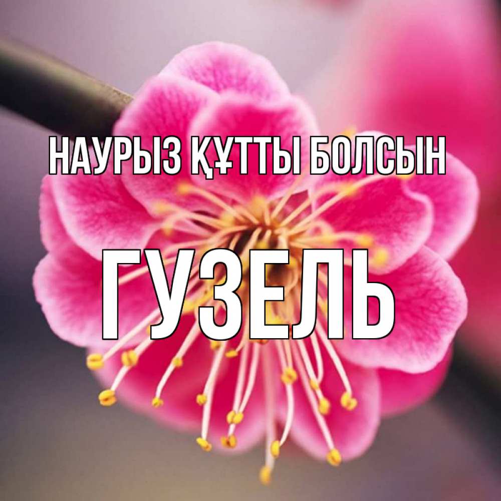 Күн сайын ашық хат с именем, Гузель Наурыз құтты болсын цветы Онлайн тегін жүктеп алу тілектері бар керемет карта 