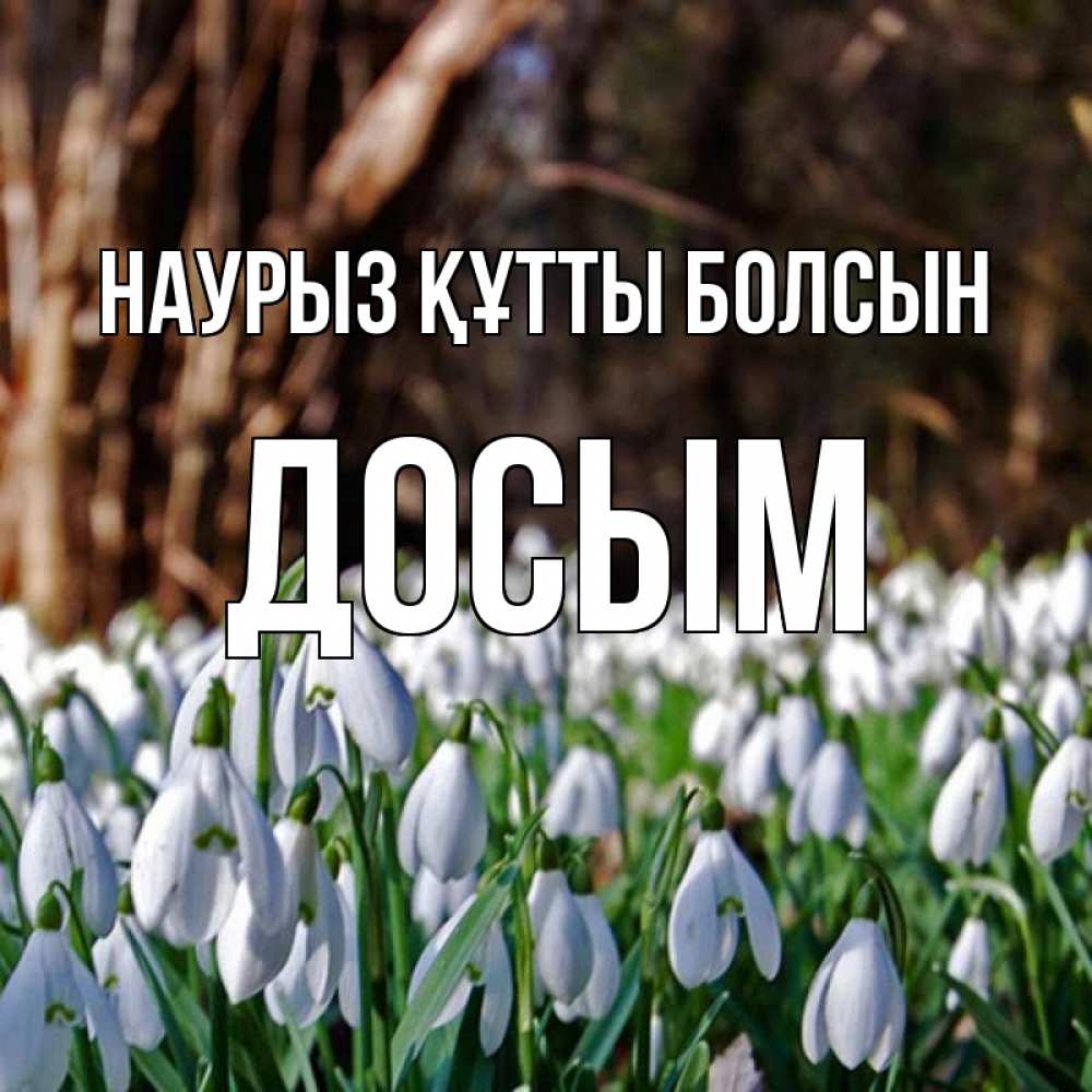 Күн сайын ашық хат с именем, Досым Наурыз құтты болсын с подснежниками 1 Онлайн тегін жүктеп алу тілектері бар керемет карта 