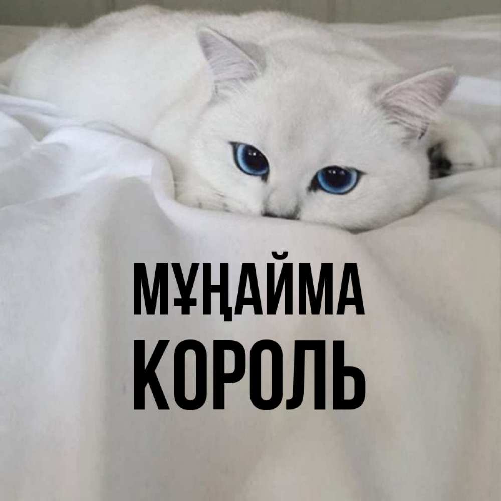 Күн сайын ашық хат с именем, Король Мұңайма Голубоглазая кошка Онлайн тегін жүктеп алу тілектері бар керемет карта 