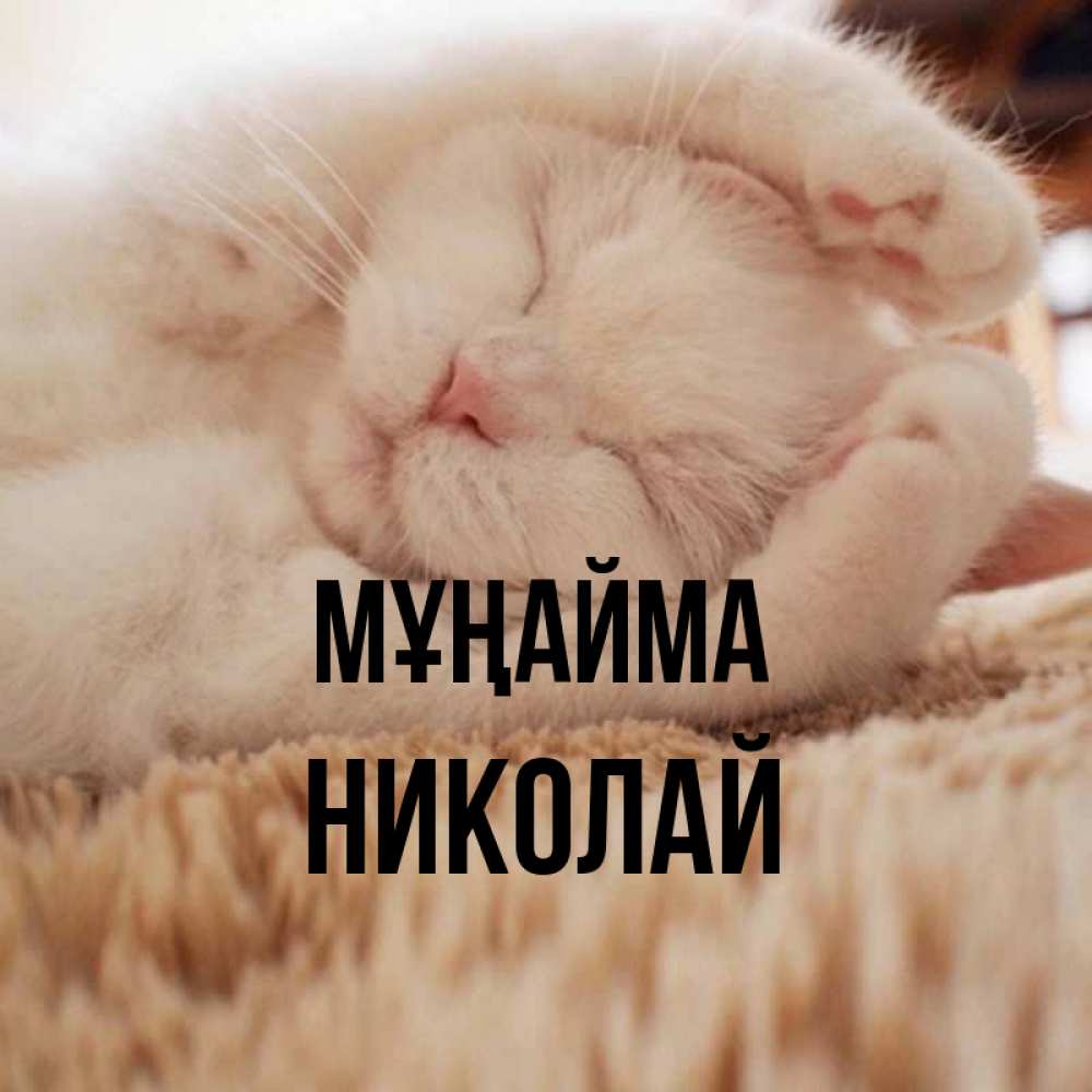 Күн сайын ашық хат с именем, Николай Мұңайма Котенок спит Онлайн тегін жүктеп алу тілектері бар керемет карта 