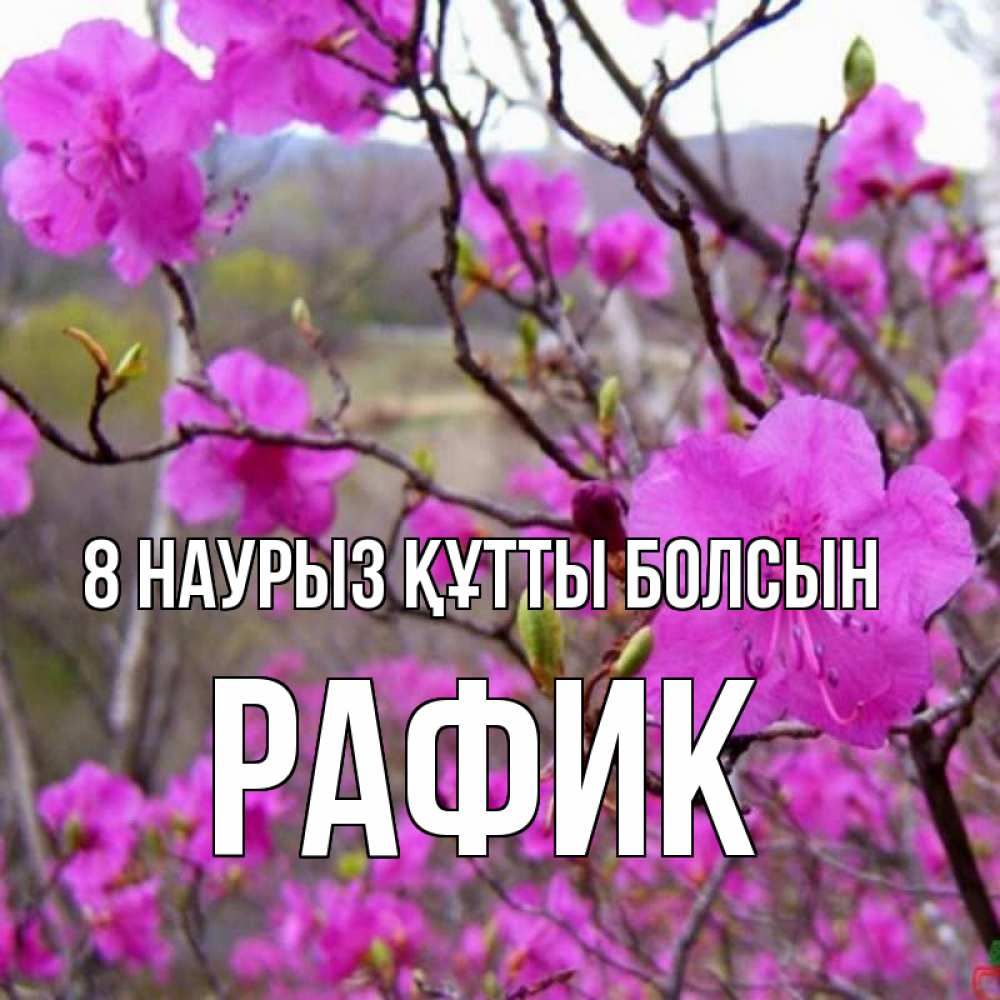 Күн сайын ашық хат с именем, РАФИК 8 наурыз құтты болсын международный женский день Онлайн тегін жүктеп алу тілектері бар керемет карта 