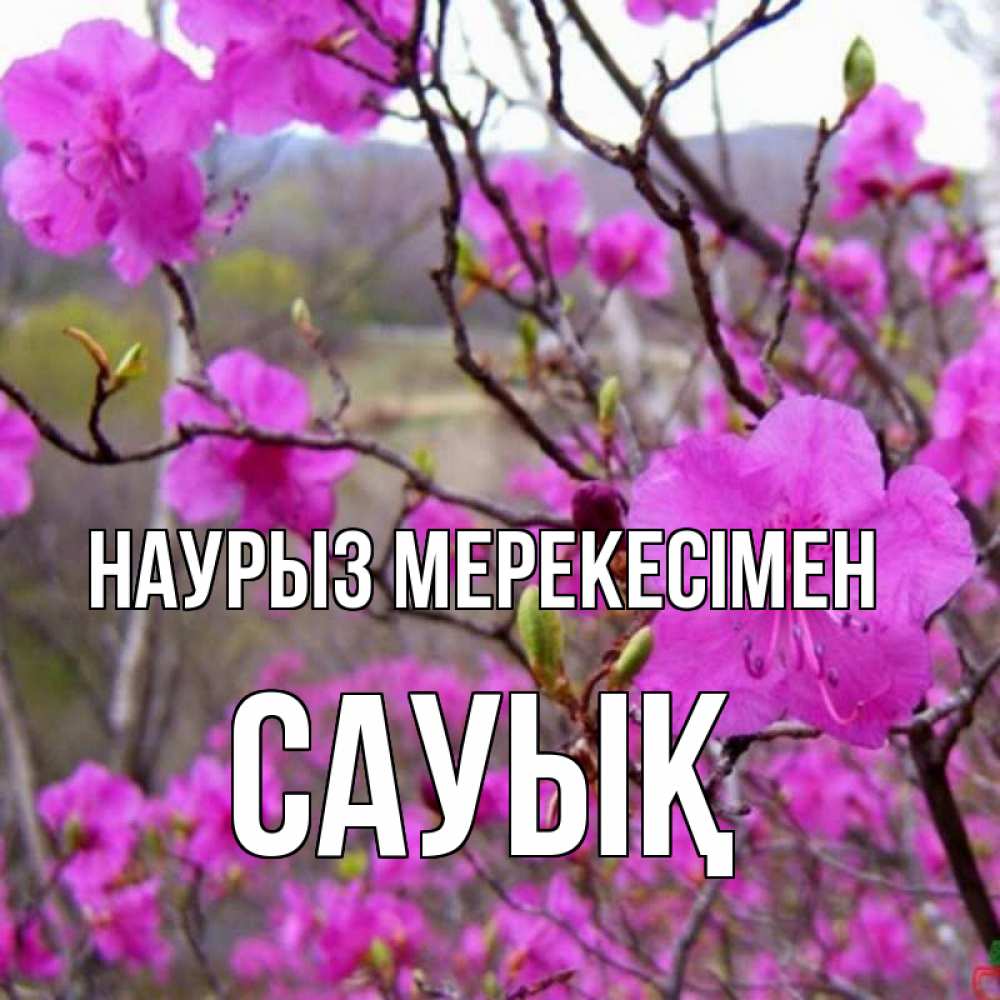 Күн сайын ашық хат с именем, САУЫҚ Наурыз мерекесімен праздник весны наурыз Онлайн тегін жүктеп алу тілектері бар керемет карта 
