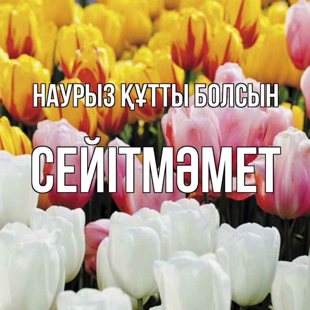 Күн сайын ашық хат с именем, СЕЙІТМӘМЕТ Наурыз құтты болсын разноцветные цветы Онлайн тегін жүктеп алу тілектері бар керемет карта 