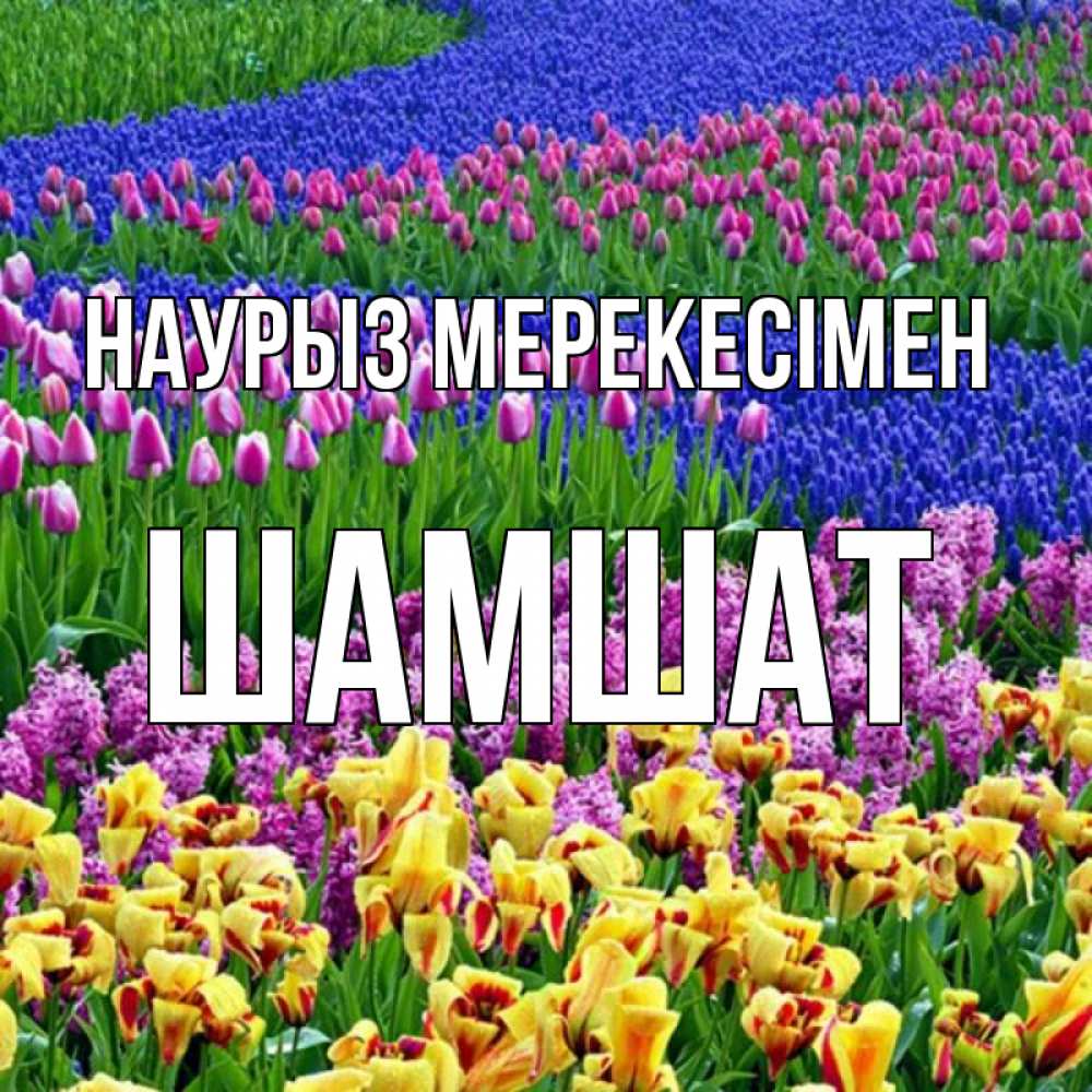 Күн сайын ашық хат с именем, ШАМШАТ Наурыз мерекесімен цветы Онлайн тегін жүктеп алу тілектері бар керемет карта 