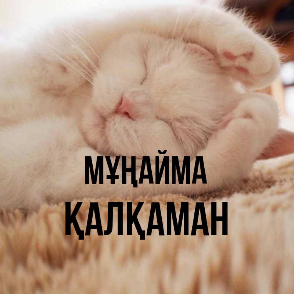 Күн сайын ашық хат с именем, Қалқаман Мұңайма Котенок спит Онлайн тегін жүктеп алу тілектері бар керемет карта 