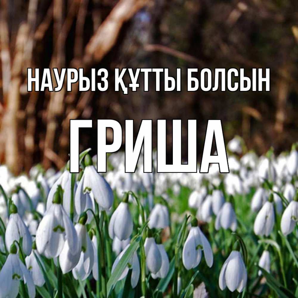 Күн сайын ашық хат с именем, Гриша Наурыз құтты болсын с подснежниками 1 Онлайн тегін жүктеп алу тілектері бар керемет карта 