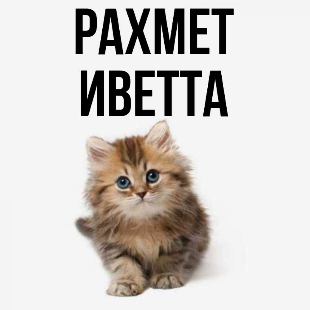 Күн сайын ашық хат с именем, Иветта рахмет пушистый котик Онлайн тегін жүктеп алу тілектері бар керемет карта 