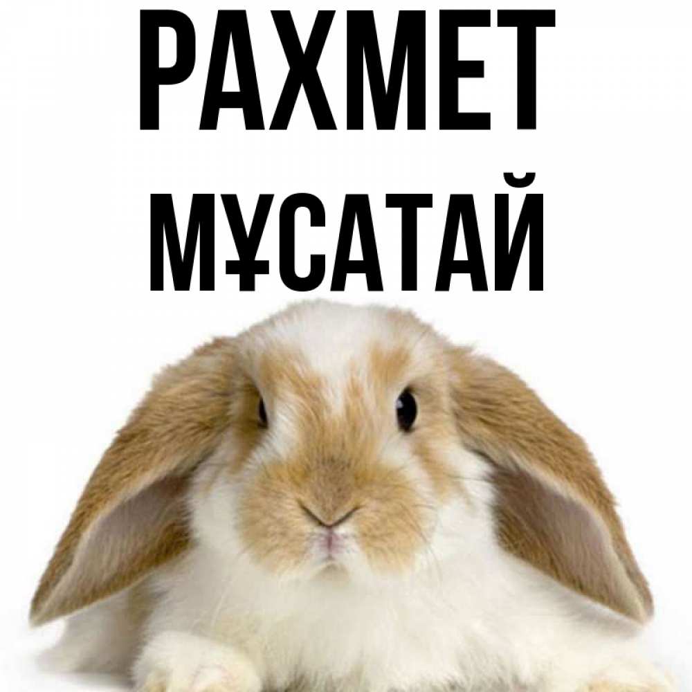 Күн сайын ашық хат с именем, Мұсатай рахмет коричнево белый заяц Онлайн тегін жүктеп алу тілектері бар керемет карта 